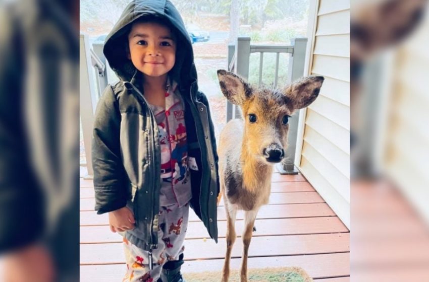  Un garçon de 4 ans sort pour jouer et ramène à la maison un bébé cerf avec lequel il s’est lié d’amitié dans les bois