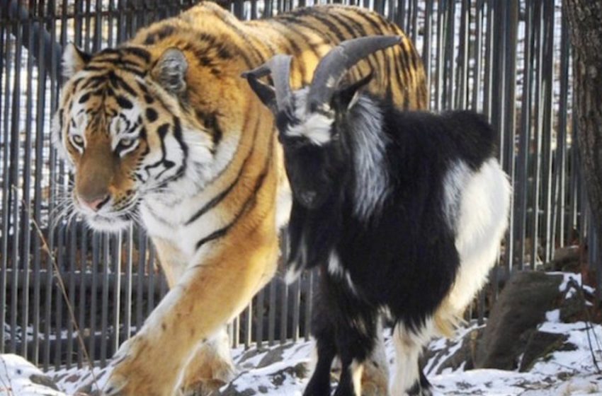  Le tigre s’est lié d’amitié avec la chèvre qui lui a été donnée comme nourriture