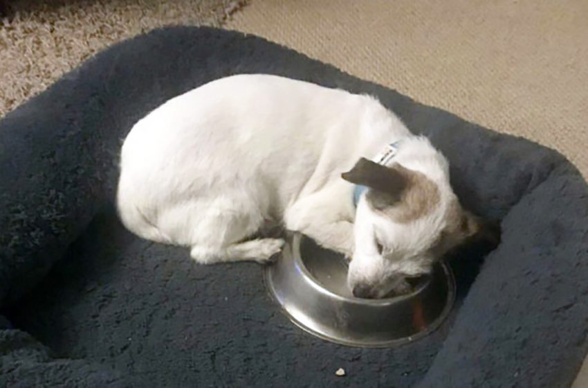  Un ancien chien de refuge dort toujours avec sa nouvelle gamelle depuis 2 ans