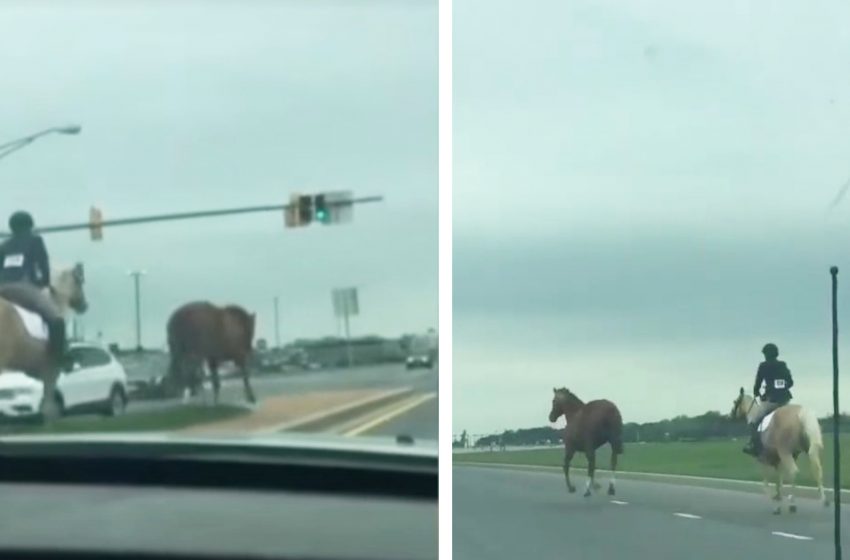  Une brave fille de 16 ans sauve un cheval en fuite sur une autoroute très fréquentée