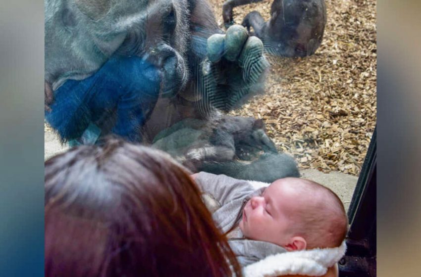  Le gorille du zoo amène son bébé à la rencontre de la mère et du bébé de l’autre côté de la vitre.