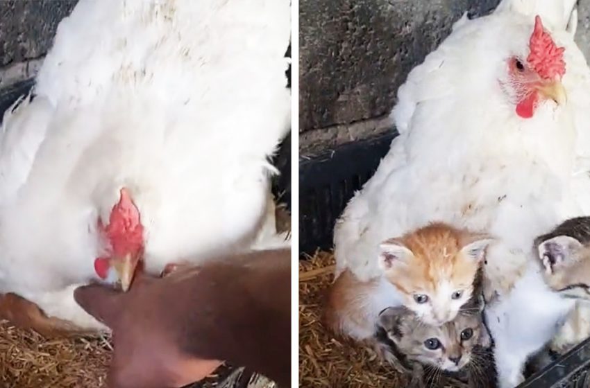  Un agriculteur trouve son poulet en train de s’occuper de trois chatons orphelins et le capture dans une vidéo virale