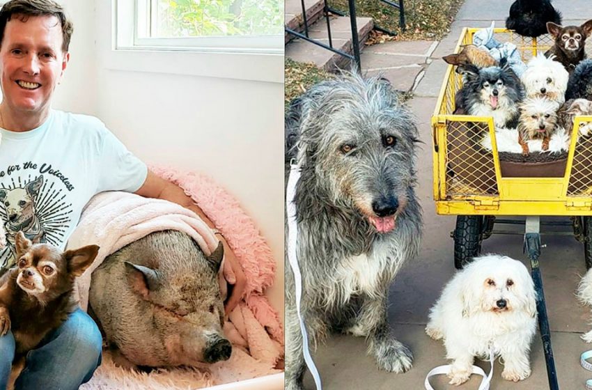  L’homme récupère des animaux abandonnés par leurs propriétaires pour cause de vieillesse ou de maladie, il les soigne et leur donne un foyer