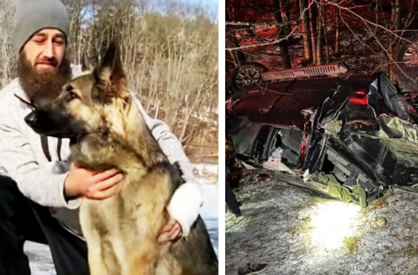  Un chien «ange gardien» sauve son propriétaire en courant pour obtenir de l’aide après un accident de camion