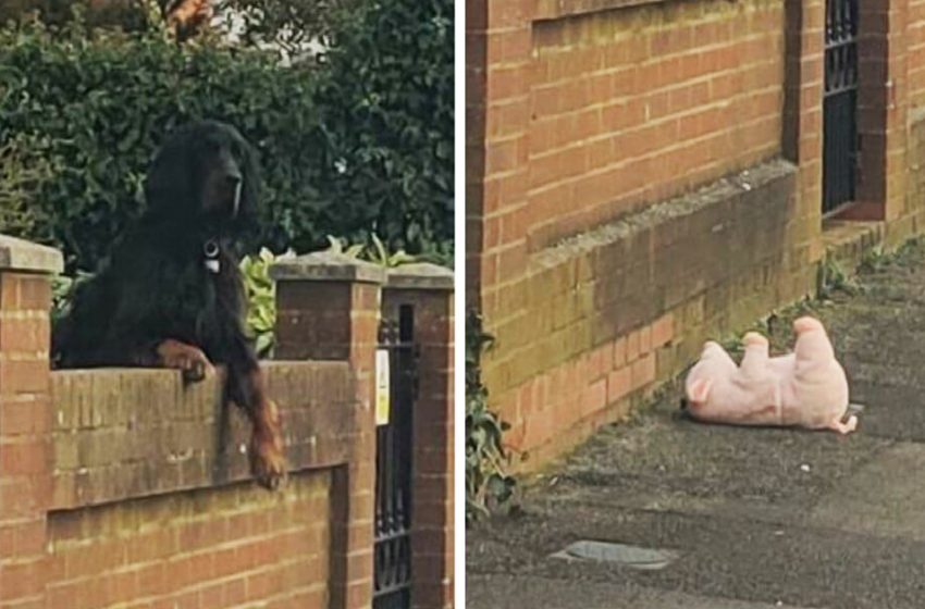  Une femme fait demi-tour pour aider un chien à récupérer son cochon en peluche