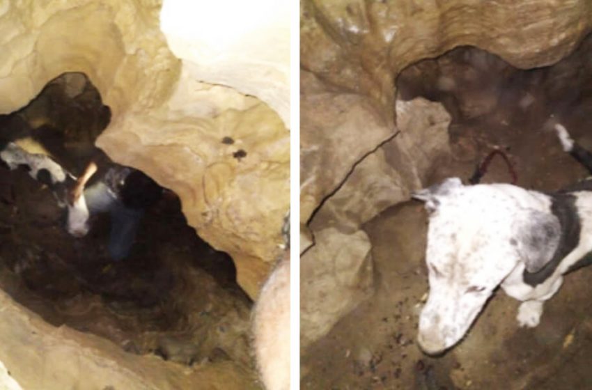  Les gens qui explorent la grotte trouvent un chien perdu à 30 pieds de profondeur