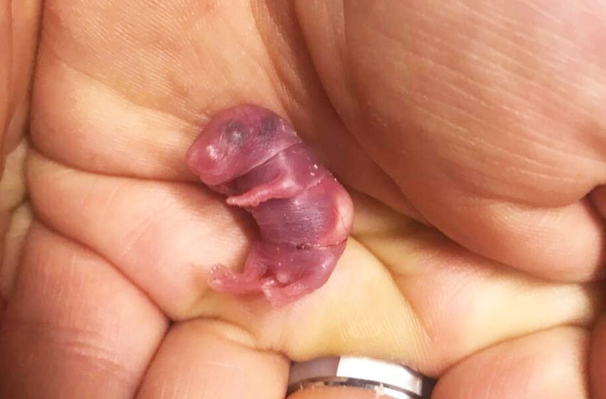  Une famille trouve un bébé souris qui vient de naître et qui n’a que la taille d’une pièce de monnaie