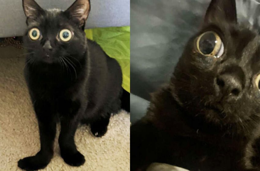  Une famille retrouve un chaton abandonné qui ressemble à un petit extraterrestre