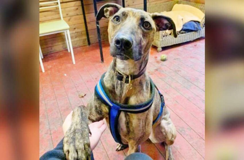  Une chienne a vu 941 animaux d’un refuge se faire adopter en attendant un foyer