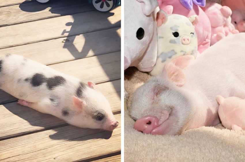  Les cochons peuvent être très sociables et affectueux aussi et ces photos le prouvent