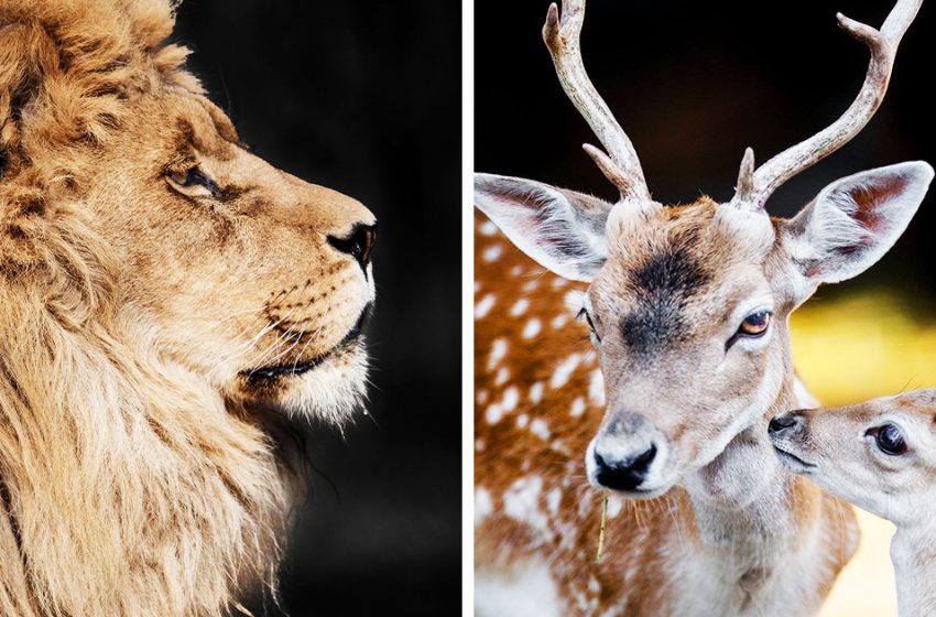  Voici mes 20 photos qui montrent à quel point les animaux sont précieux
