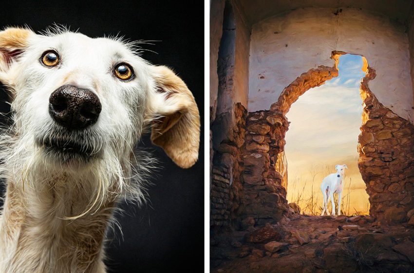  J’ai photographié des chiens de chasse abandonnés en Espagne et je raconte leur histoire à travers mes photos