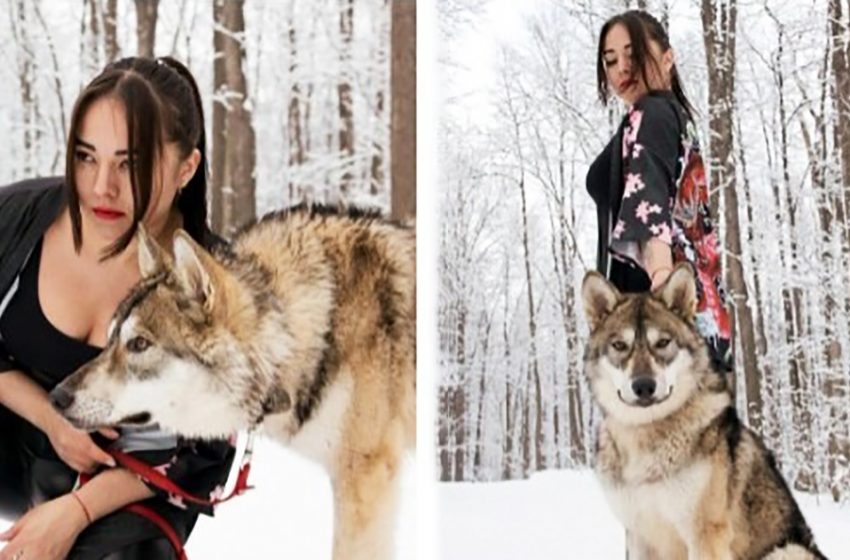 Le loup perdu a trouvé son vrai bonheur dans le monde des gens