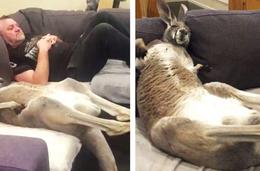 Le kangourou sauvé insiste pour serrer son maître dans ses bras tous les jours