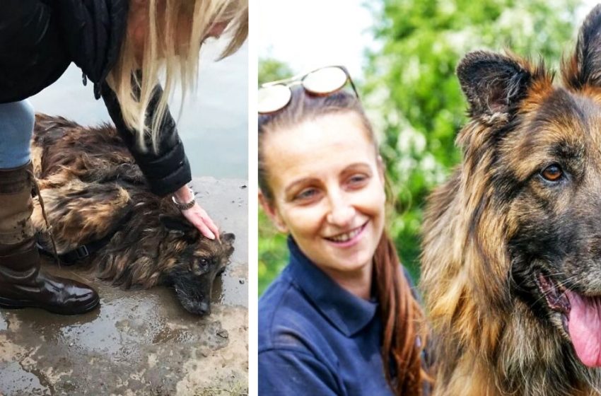  Un chien abandonné à la mort après avoir été attaché à un rocher dans une rivière trouve enfin un foyer aimant