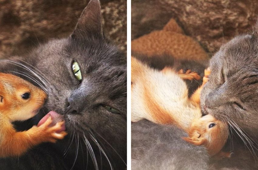  Quatre écureuils orphelins trouvent un tendre amour après avoir été adoptés par maman chat