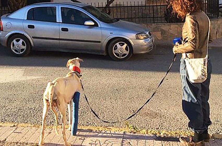  Un chien aux pattes cassées a conduit un spécialiste vers ses chiots pendant trois kilomètres