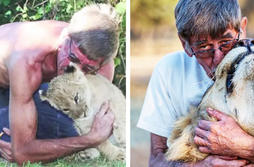  11 ans d’amitié entre un lion et un homme qui lui a un jour sauvé la vie