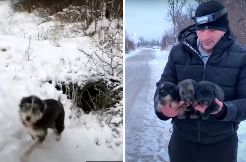 Une maman chienne courageuse demande aux sauveteurs de sauver ses chiots d’un tuyau d’évacuation recouvert de neige