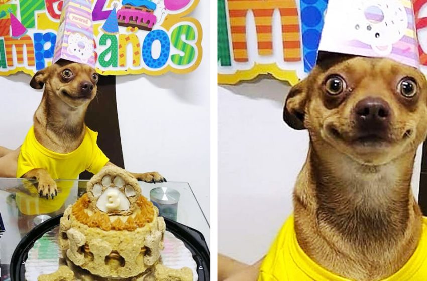  Le petit chien est si heureux que les gens se souviennent de son anniversaire