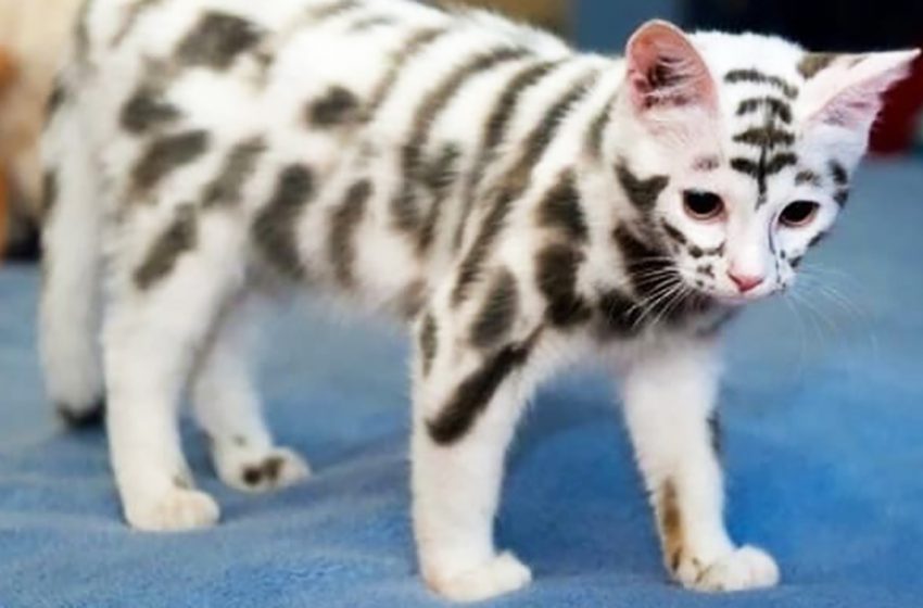  Top 10 des plus beaux chats du monde