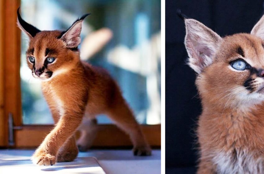  Découvrez le chat Caracal, la plus belle espèce de chat de la planète