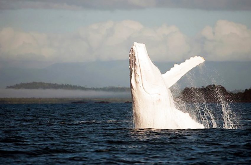  Une rencontre rapprochée avec Migaloo, la seule baleine à bosse albinos au monde