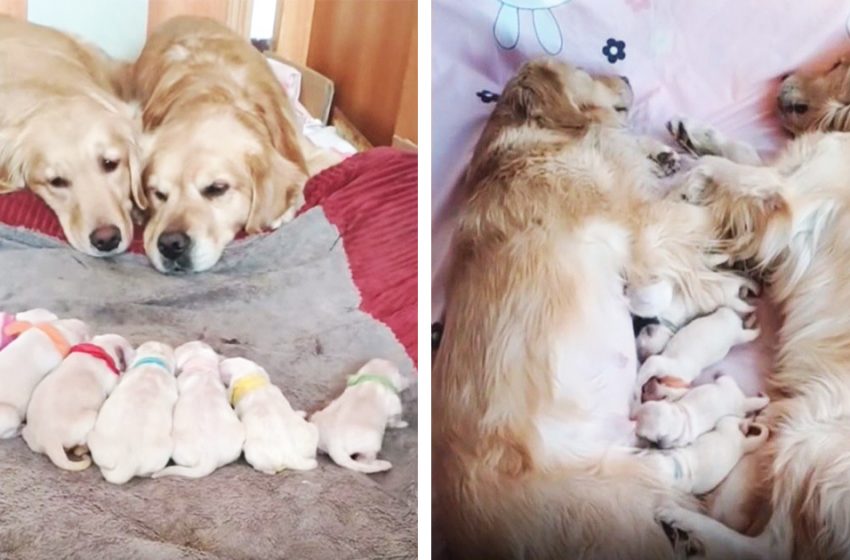  Les parents de Golden Retriever veillent adorablement sur leurs 7 chiots nouveau-nés