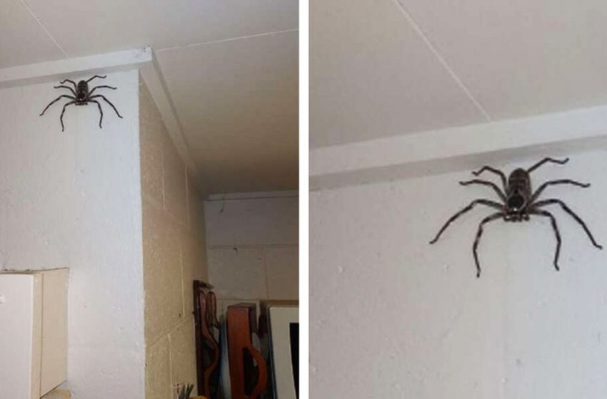  La femme partage sa maison avec une araignée géante depuis un an