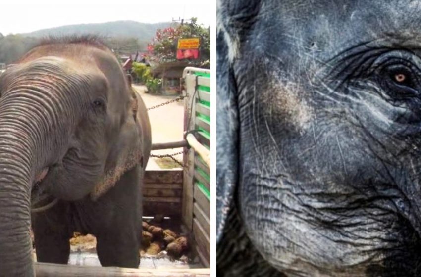  Une éléphante aveugle et sourde de 73 ans est enfin sauvée et pleure de vraies larmes quand elle est libre