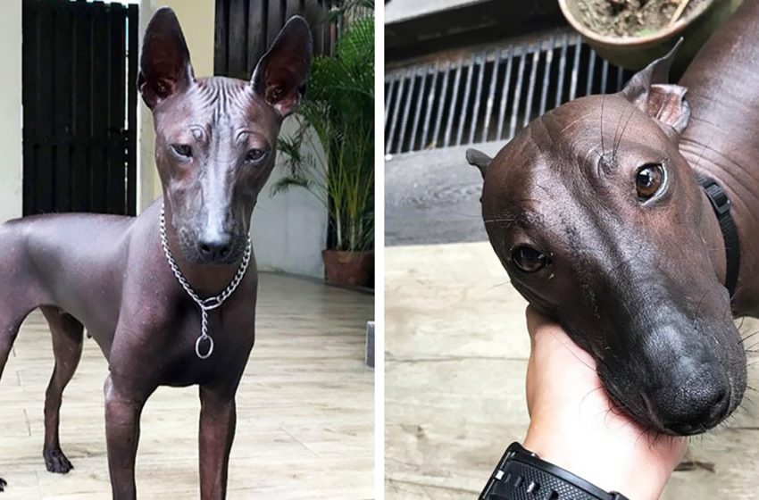  Les internautes n’ont pas pu décider qui est sur la photo : un chien ou une statue