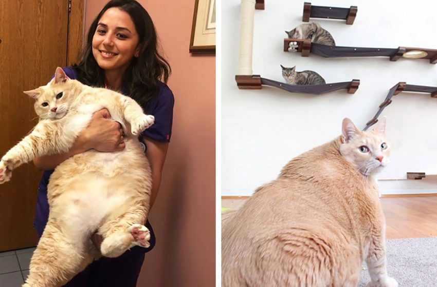  Le couple a adopté un magnifique chat de 15 livres, et maintenant ils essaient de le remettre en forme