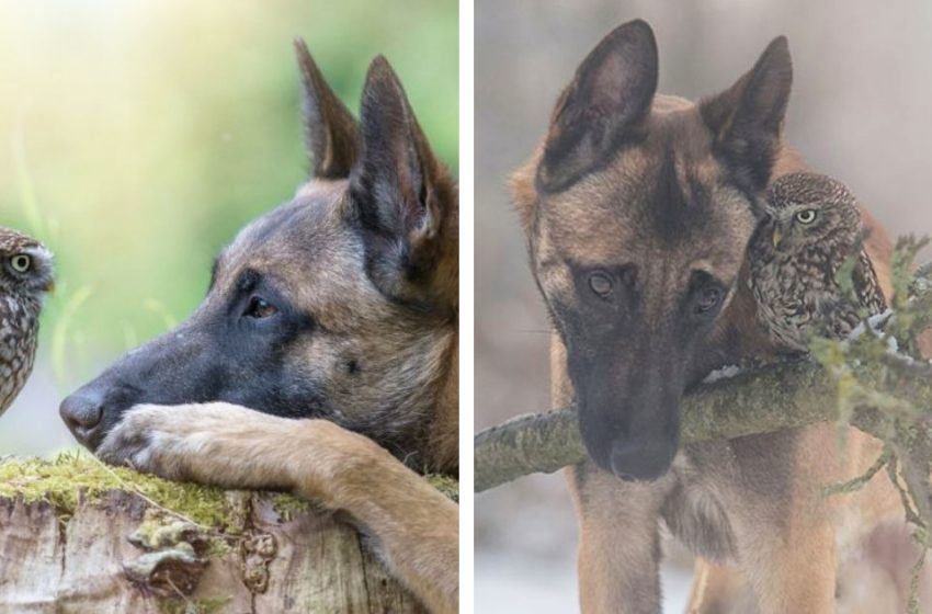  La tendre amitié entre un chien et un hibou capturée par un photographe