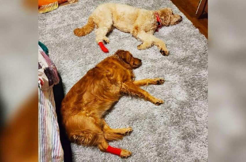  Un chien jaloux simule une blessure après que son frère se soit blessé à la patte