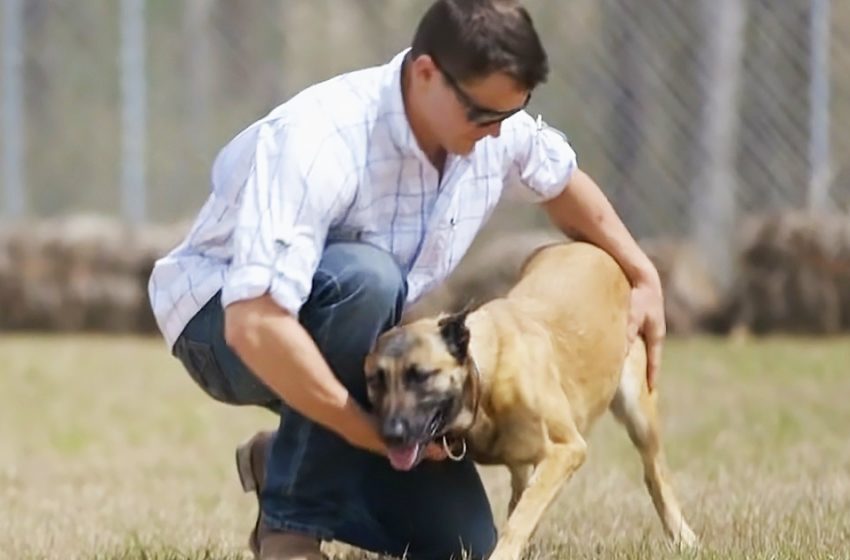  Le sergent têtu adopte de manière inattendue un chien militaire à la retraite