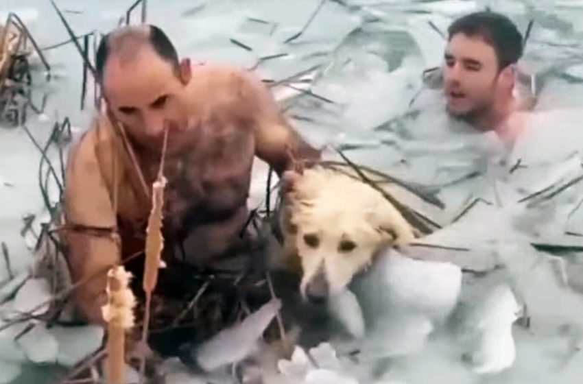  Des officiers courageux embrassent un lac gelé pour sauver un chien échoué