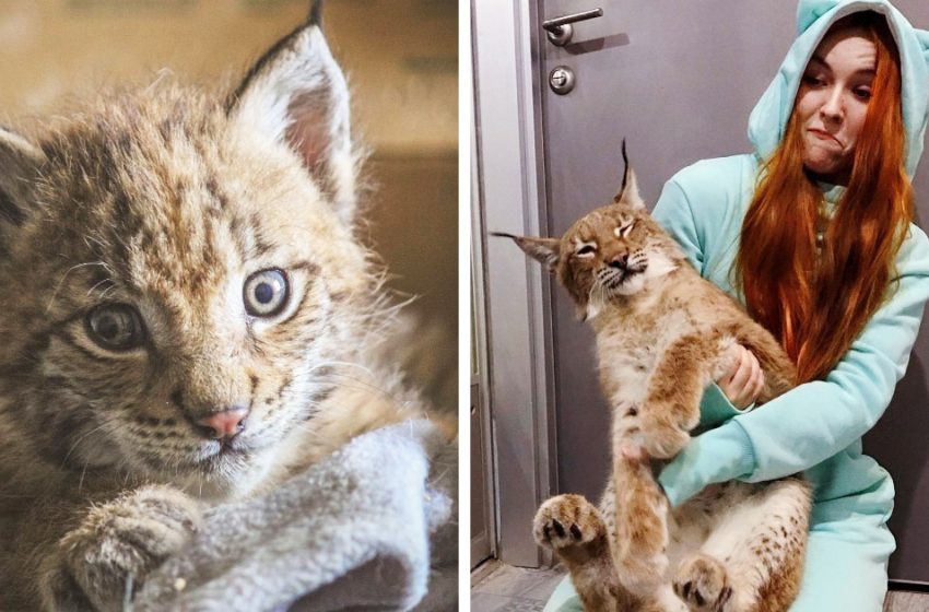  Une fille russe a sauvé deux lynx d’une ferme à fourrure et leur a donné une nouvelle vie avec des chiens et des chevaux