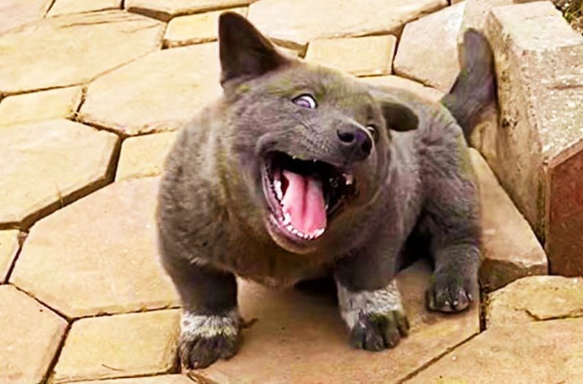  Cet adorable animal conquiert Internet avec ses photos, car il n’est pas clair de qui il s’agit – un chat, un chien ou un ours en peluch