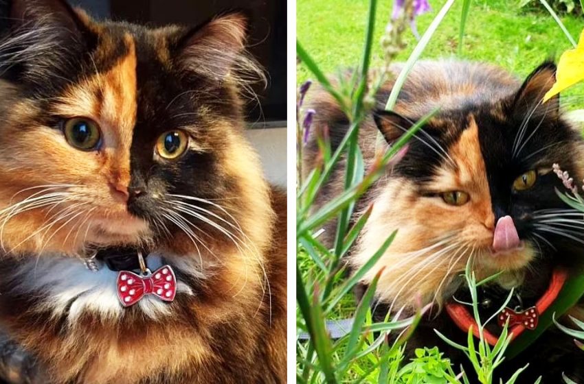  Rencontrez Luna – Le chat chimère éblouissant dont le visage est mi-roux mi-noir