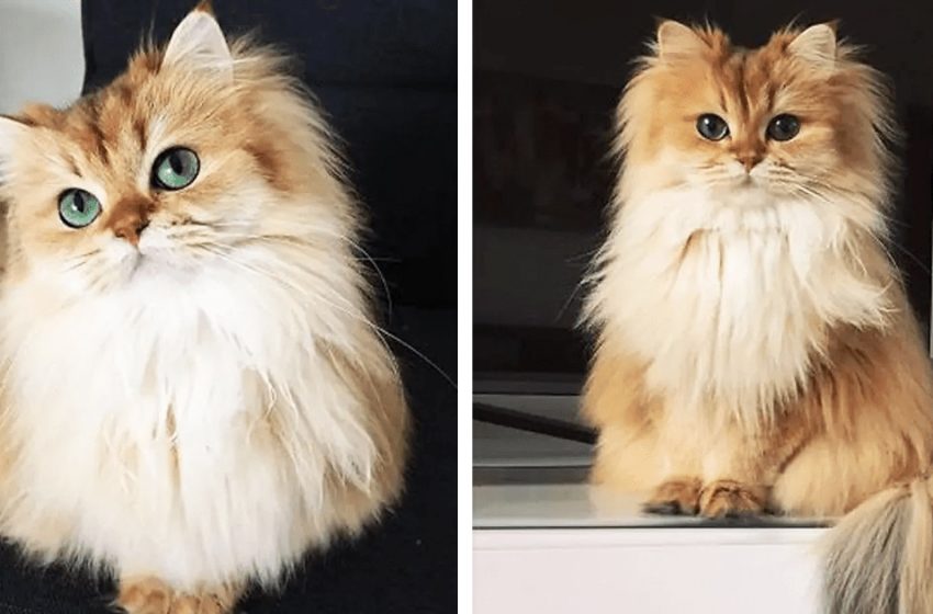  Voici Smoothie, régulièrement surnommé “le chat le plus photogénique du monde”