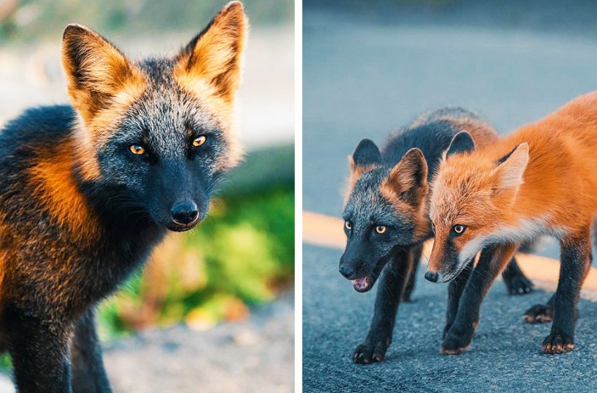 Une photographe canadienne s’est lié d’amitié avec un renard de couleur rare, et elle et sa sœur ont posé pour un homme pendant 8 semaines