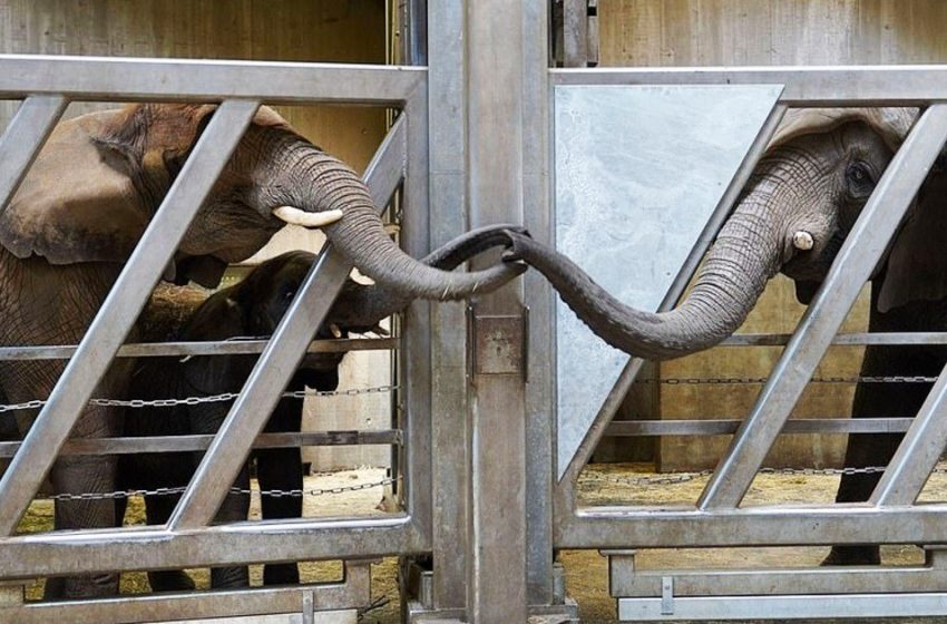 Moment où un éléphant touche des trompes avec sa fille et sa petite-fille