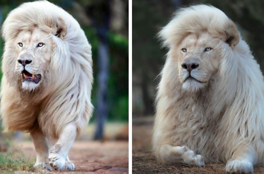  Le lion blanc montre sa crinière majestueuse sur des photos à couper le souffle