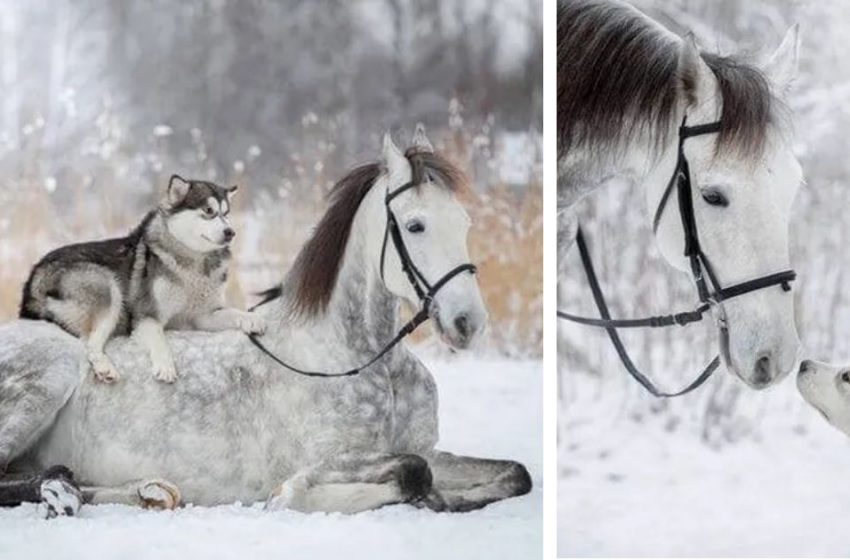  De superbes photos enneigées capturent l’amitié entre un cheval et un husky   (8 photos)