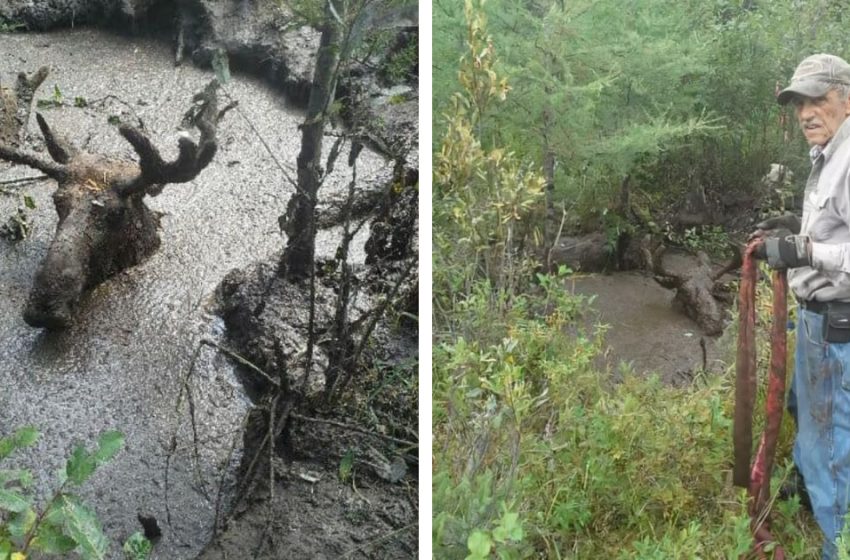  Un orignal sauvé par des hommes de 70 ans après avoir été piégé dans une profonde fosse de boue