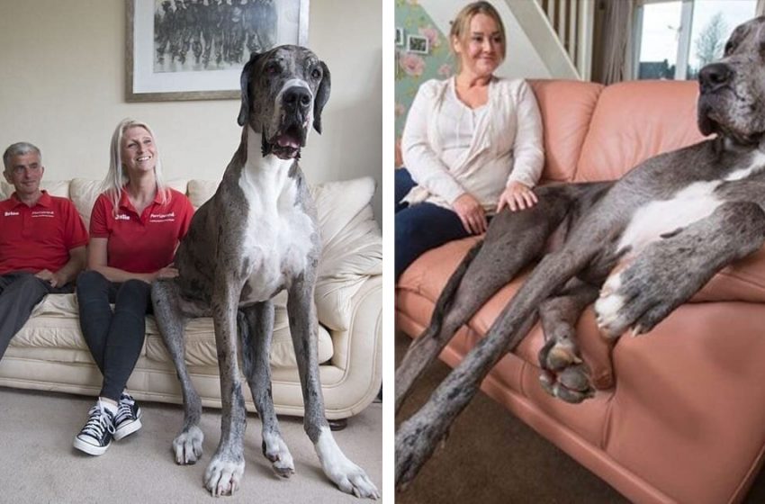  Rencontrez Freddy, le dogue allemand de plus de 7 pieds qui est le chien le plus grand du monde