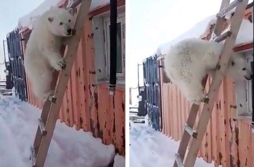  Un ourson polaire orphelin adore serrer dans ses bras les travailleurs de l’Arctique qui lui ont sauvé la vie