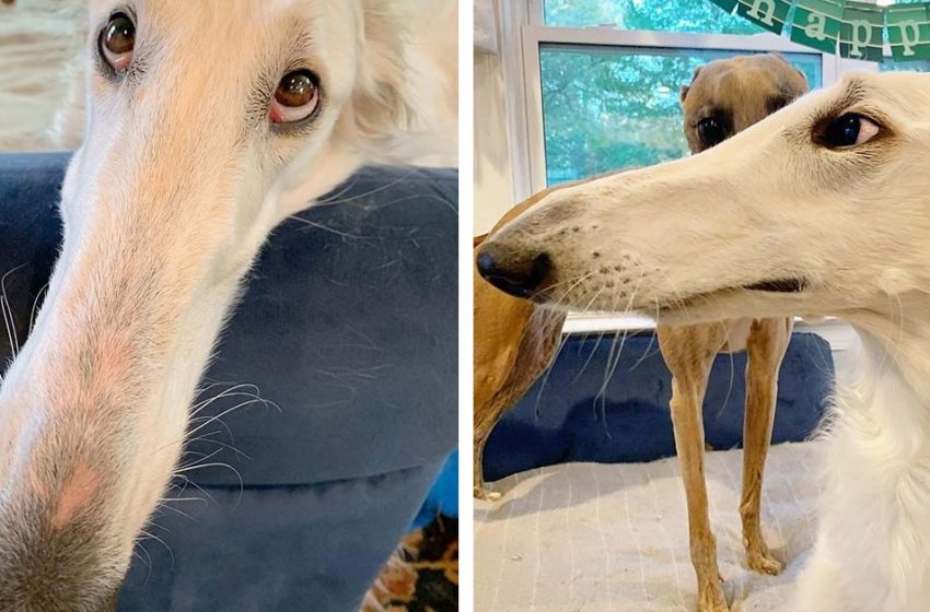  Rencontrez Eris, le chien lévrier barzoï avec le plus grand nez du monde