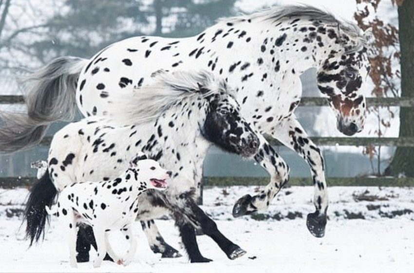  Adorable trio de chevaux, poneys et chiens tachetés noirs ressemblant à des frères et sœurs