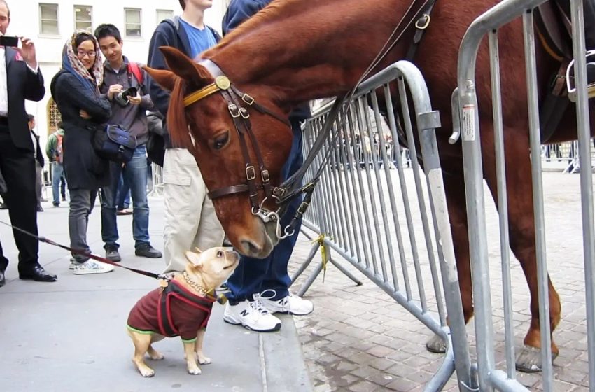  Un petit bouledogue français ne peut contenir son excitation lorsqu’il rencontre un cheval de police